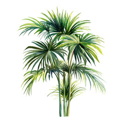 Fototapeta premium Palm Plant, watercolor artwork with intricate patterns and vibrant, isolated on a white background.