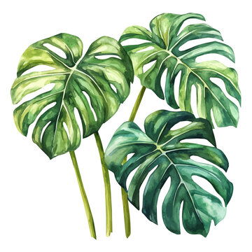 Monstera, watercolor clipart showing delicate textures and whimsical forms, isolated on a white background.