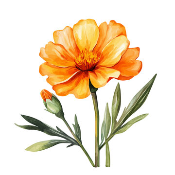 watercolor of Marigold draw graphic, isolated on a white background.