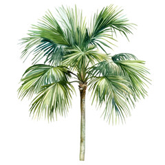 Obraz premium Majesty Palm, watercolor clipart showing delicate textures and whimsical forms, isolated on a white background.