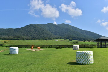 ひるぜんジャージーランド　岡山　牧場　牧草 © 頼朝