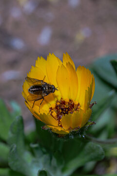 fleur abeille