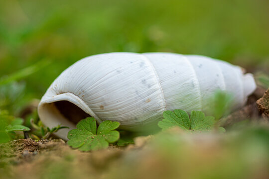 champignon