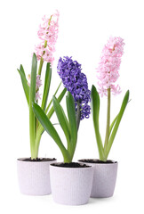 Fototapeta premium Beautiful hyacinth flowers in pots isolated on white