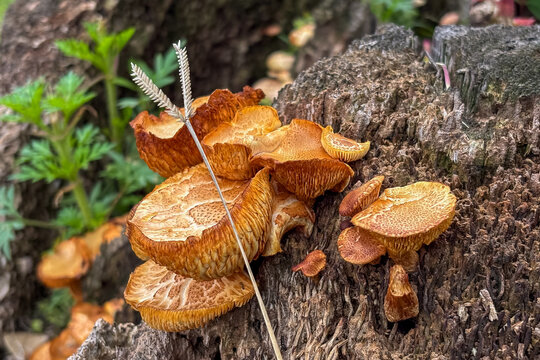 Macro detail of scaly orange mushrooms on a dead log. Shot of wild fungi and forest biodiversity.