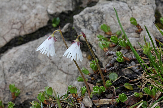 minuscole soldanelle a fiore bianco (Soldanella minima)