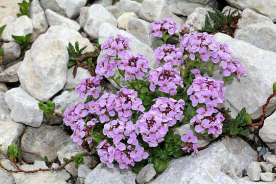 una macchia di colore tra le pietre bianche (Thlaspi rotundifolium)