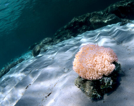 massive egg cluster belonging to the Hexaplex trunculus aka Phyllonotus or Murex trunculus sea snail, also known as the banded dye-murex. Sardinia, Italy