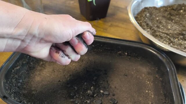 Close-up of a gardener's hands crushing natural charcoal to create biochar for a potting mix. Sustainable soil amendment and permaculture gardening techniques