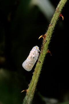 Citrus flatid planthopper (Metcalfa pruinosa), a small insect from the Flatidae family.