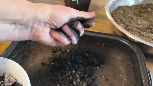 Close-up of a gardener's hands crushing natural charcoal to create biochar for a potting mix. Sustainable soil amendment and permaculture gardening techniques