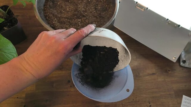 Close-up of a gardener's hands crushing natural charcoal to create biochar for a potting mix. Sustainable soil amendment and permaculture gardening techniques