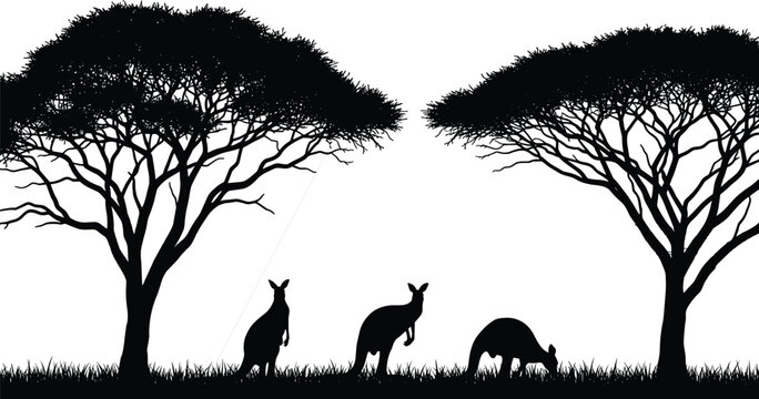 Australian outback savanna landscape with kangaroo silhouettes at sunset, wild animals grazing between large acacia trees on grass, nature vector background for travel branding.
