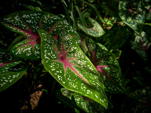 keladi hias (Caladium bicolor) plant with soft light, tropical pattern, forest, garden and flower pattern background surface