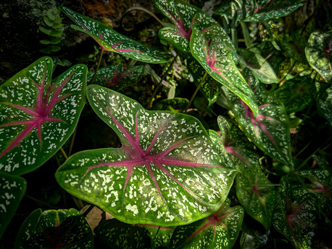 keladi hias (Caladium bicolor) plant with soft light, tropical pattern, forest, garden and flower pattern background surface