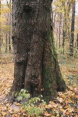 A grand tree trunk displaying dark bark and green moss stands firmly in an autumn forest.