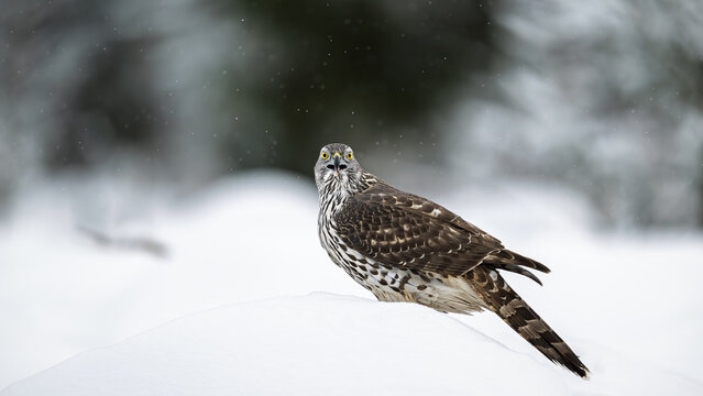 Northern goshawk (Astur gentilis) in winter