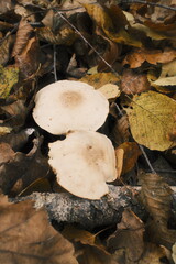Two pale mushrooms emerge from the forest floor, surrounded by a dense blanket of dry autumn leaves in various shades.