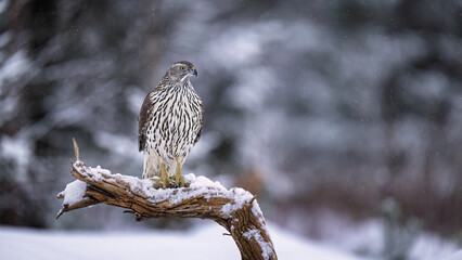 Northern goshawk (Astur gentilis) in winter