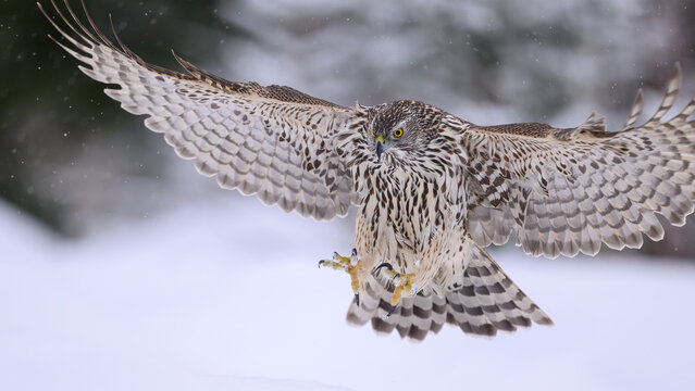 Northern goshawk (Astur gentilis) in winter