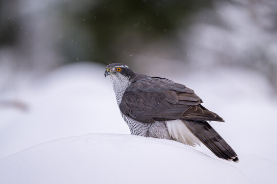 Northern goshawk (Astur gentilis) in winter