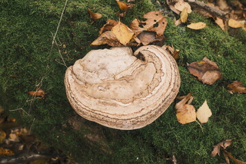 White bracket fungus displaying distinct rings on a vibrant green moss covered log with scattered fall leaves from a forest. © vannet