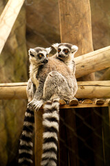 Fototapeta premium Two ring tailed lemurs sitting together on wooden platform