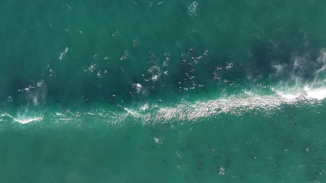 Aerial drone view of a dolphin pod hunting during the sardine run, powerful ocean waves and swirling bait balls forming dynamic natural patterns, capturing marine wildlife behavior and raw energy of