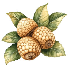 Acorn And Leaf Cluster, clipart vector in watercolor style with flowing brushwork, isolated on a white background. © brixel