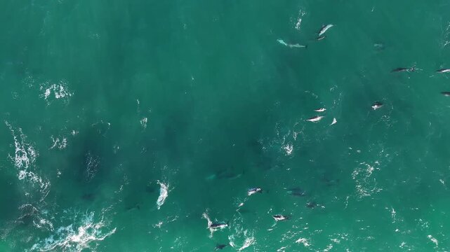 Aerial drone view of a dolphin pod hunting during the sardine run, powerful ocean waves and swirling bait balls forming dynamic natural patterns, capturing marine wildlife behavior and raw energy of