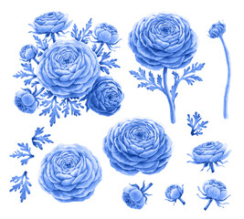 Watercolor floral bouquet composition elements blue ranunculus flower, leaf leaves. Hand drawn flowers realistic botanical illustration isolated. Wedding invitation, clipart, greeting cards, print © Nataliia