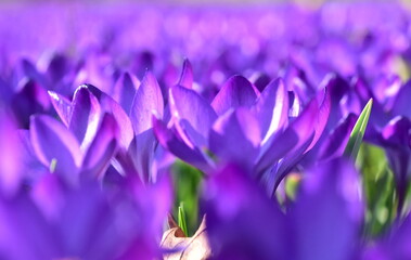 Violette Krokusse an einem sonnigen Februartag