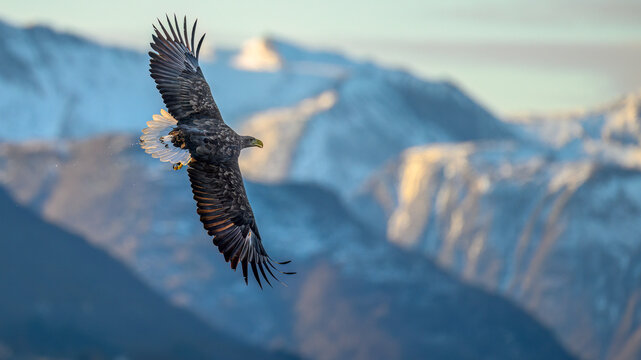 Norwegian white-tailed eagle (Haliaeetus albicilla) in winter