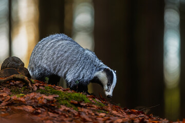 European badger Meles meles foraging on autumn forest slope © michal