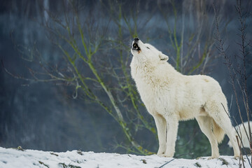 Fototapeta premium Arctic wolf Canis lupus arctos howling in snowy winter forest