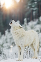 Fototapeta premium Arctic wolf Canis lupus arctos howling at winter sunrise