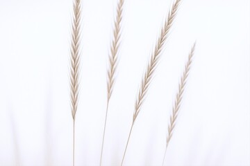 Naklejka premium Elegant Wheat Stalks Against White Background: Minimalist Design for Natural Beauty and Tranquility