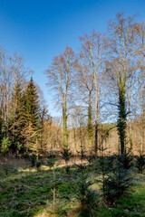 Obraz premium Wiederaufforstung des Mischwalds im Frühjahr