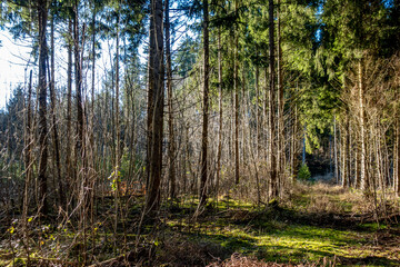 Obraz premium Wiederaufforstung des Mischwalds im Frühjahr