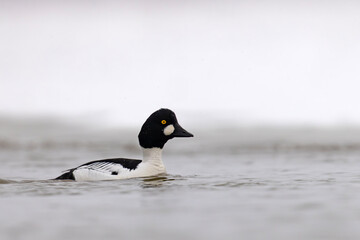 Gągoł (Bucephala clangula) © Grzegorz