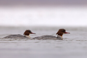 Nurogęś (Mergus merganser) © Grzegorz