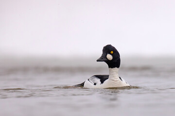 Gągoł (Bucephala clangula) © Grzegorz