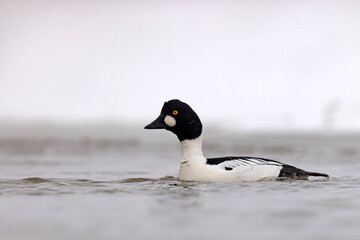 Gągoł (Bucephala clangula) © Grzegorz