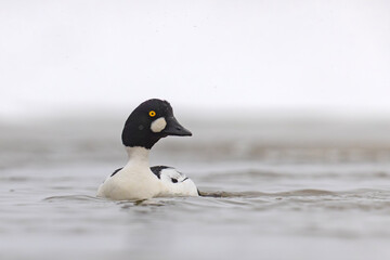 Gągoł (Bucephala clangula) © Grzegorz