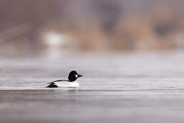 Gągoł (Bucephala clangula) © Grzegorz