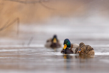 Krzyżówki (Anas platyrhynchos)) © Grzegorz