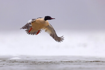 Nurogęś (Mergus merganser) © Grzegorz
