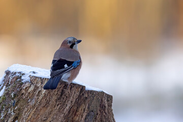 Sójka (Garrulus glandarius) © Grzegorz