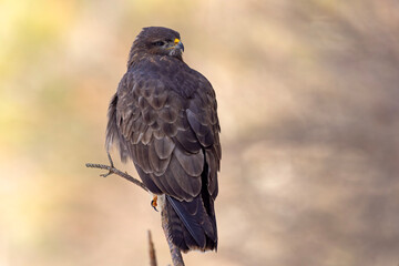 Myszołów (Buteo buteo) © Grzegorz
