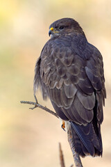 Myszołów (Buteo buteo) © Grzegorz